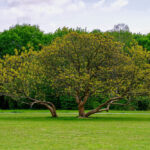 Leafland: The Go-To Source for the Best Specimen Trees NZ Has to Offer