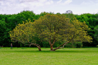 Leafland: The Go-To Source for the Best Specimen Trees NZ Has to Offer