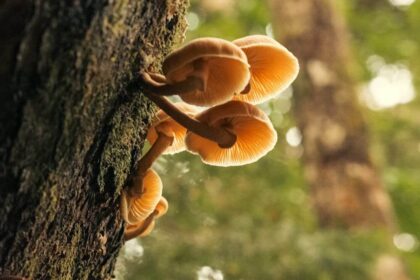 Embrace Tranquility with Flow State's Powdered Reishi Mushroom